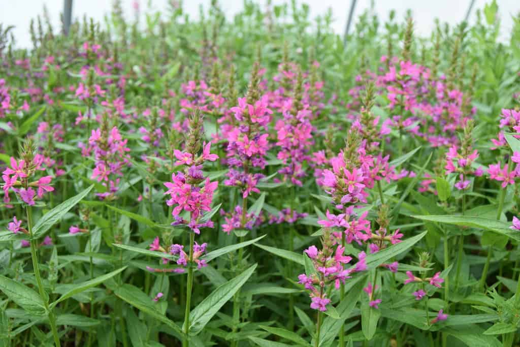 Lythrum salicaria 'Robert' ---